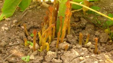 orobanche cumana